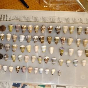 Hawaiian Cone Seashells